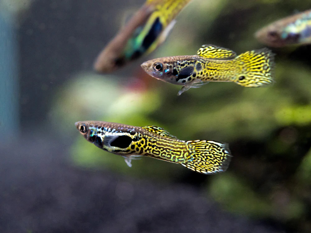 Endler Green Cobra