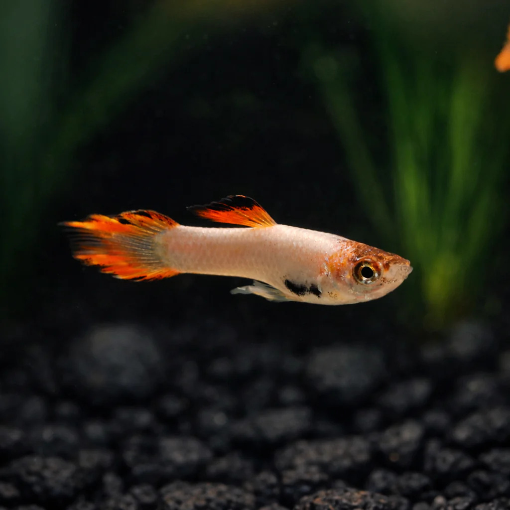 Endler Pink