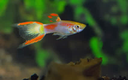 Endler Lazer