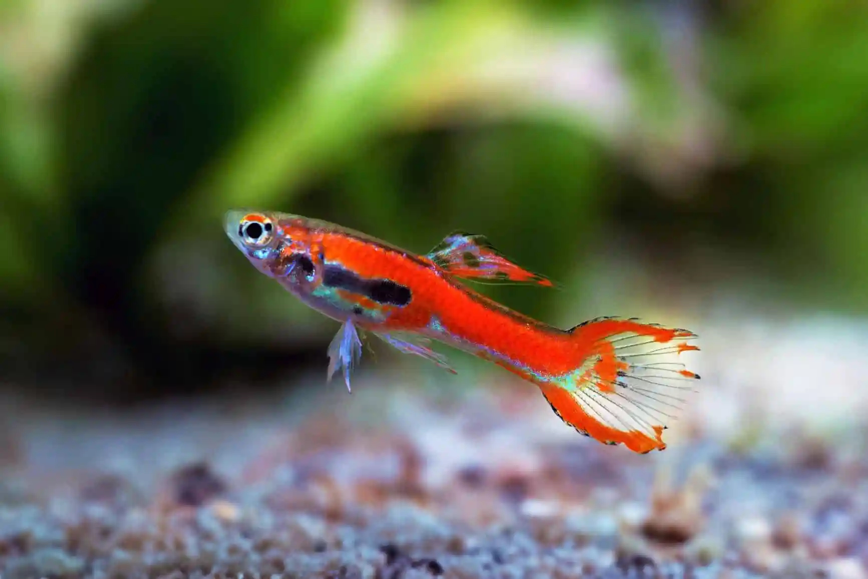 Endler Red