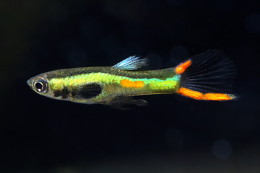 Endler Green