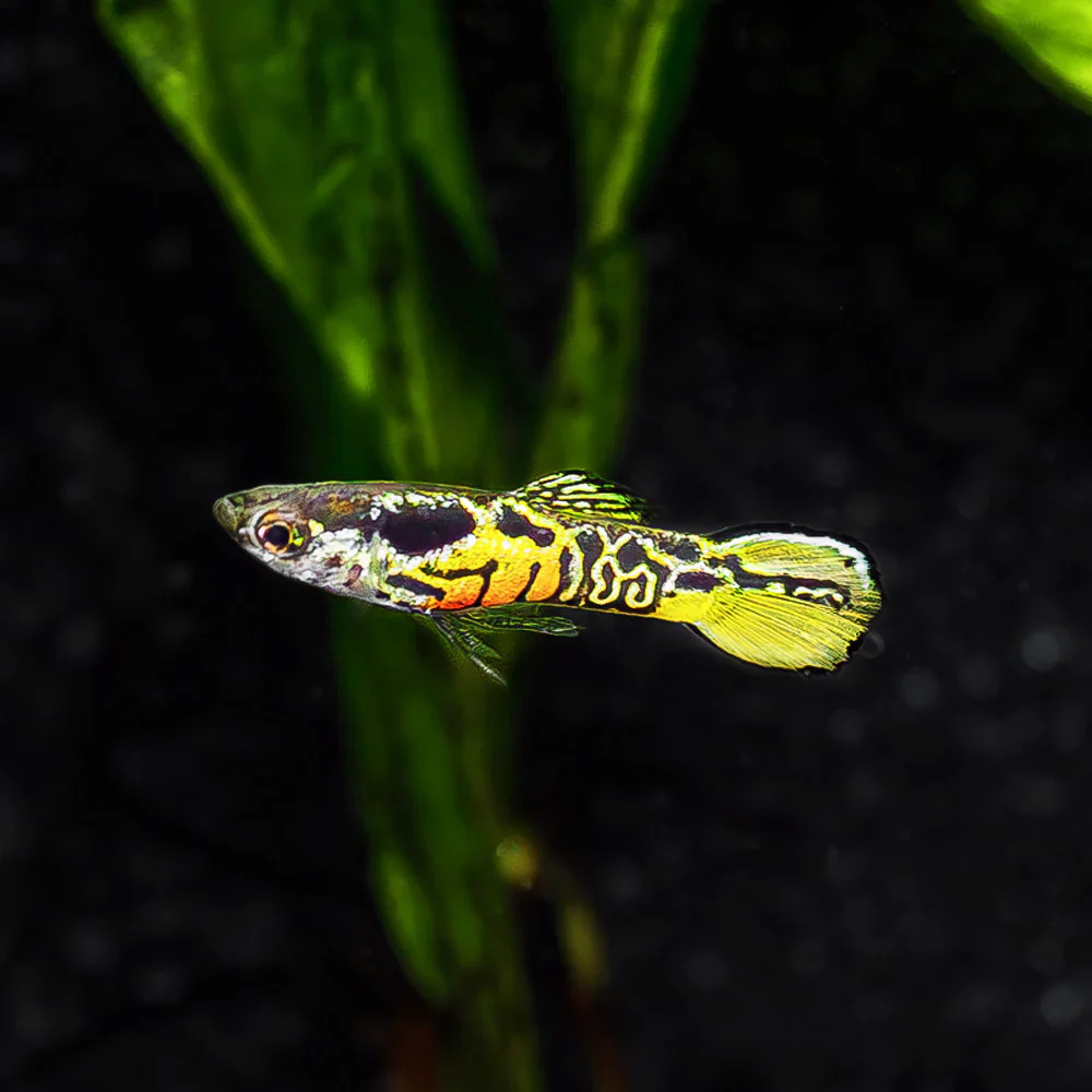 Endler Tiger
