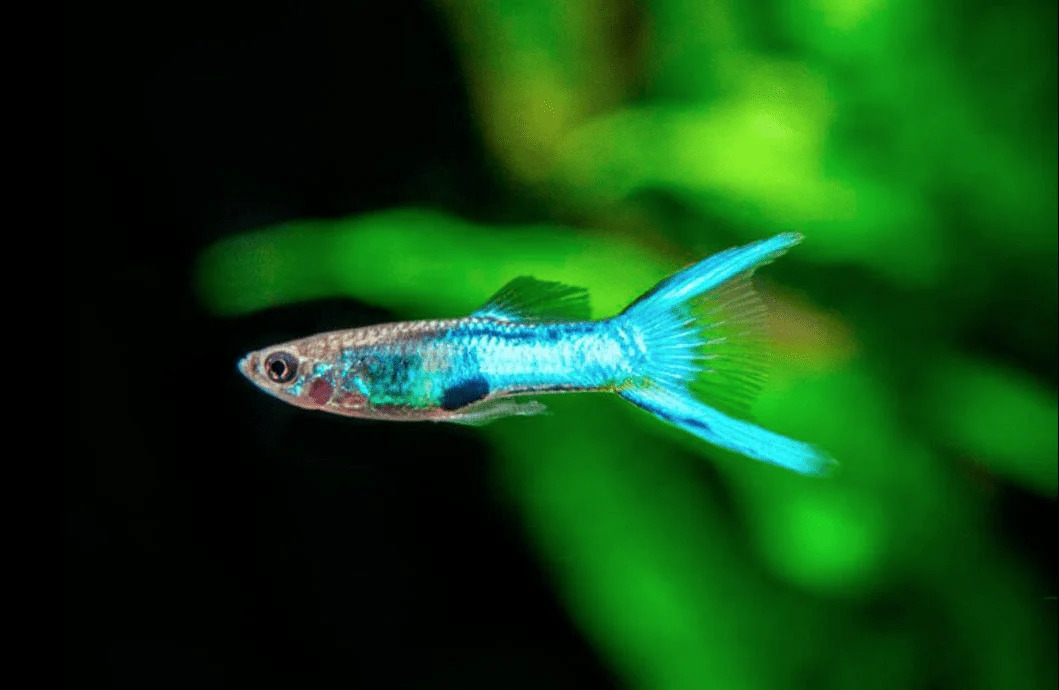 Royal Blue Endler