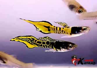 Endler Yellow Cobra