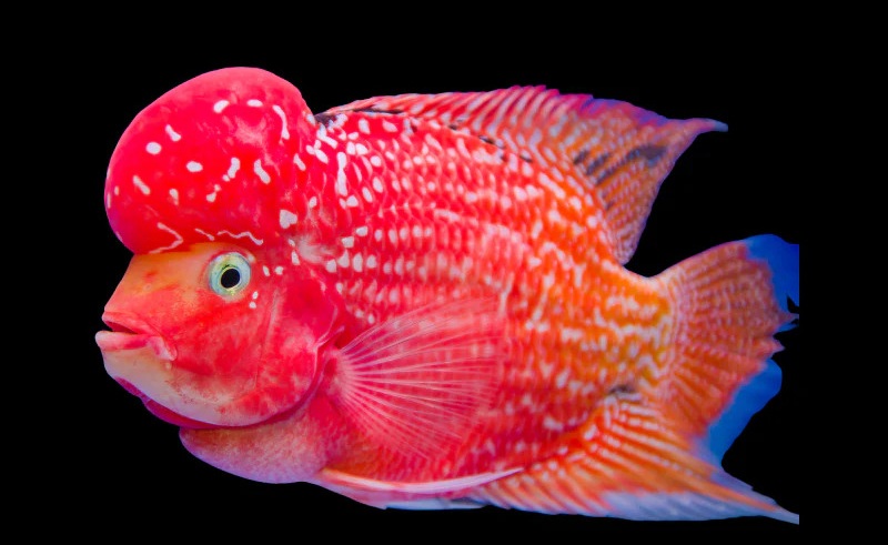 Discus fish — premium ornamental breed